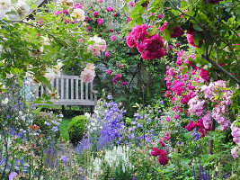 Romantisches Beet vor Holzbank mit Rosen ('Ghislaine de Féligonde', 'Laguna', 'Super Excelsa', 'Super Fairy') und Glockenblumen