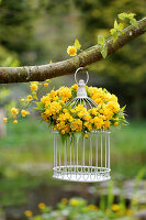 Flower wreath made of Kerria 'Pleniflora' on a birdcage