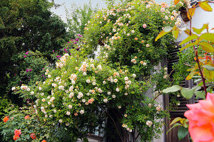 Ramblerrose 'Ghislaine de Feligonde' an der Hauswand