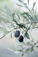 Reife schwarze Oliven