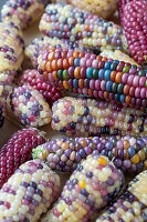 Lots of corn on the cob with colorful grains