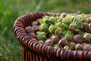 Freshly harvested hazelnuts in a basket