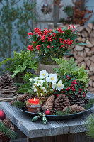 Wald-Arrangement mit Skimmie 'Temptation', Christrose, Scheinbeere, Farn, Zapfen, Kerze und Christbaumschmuck