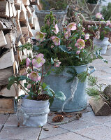 Pink-blooming snow roses HGC 'Maestro' with fir branches