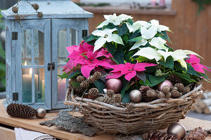 Christmas decorated basket with poinsettias Princettia 'Dark Pink' 'White', Christmas tree balls, and larch cones