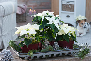 Christmas decoration with white poinsettias with white-colored pinecones and conifer branches on a tray