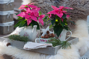 Poinsettias 'Princettia Dark Pink' in nostalgic flower pots on a wooden tray