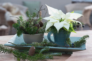 Weihnachtliche Tischdekoration mit kleinen Sträußen aus Weihnachtsstern und Tannenzweigen auf Holzschale