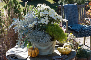 Herbstschale mit Chrysantheme 'White Bouquet', Olivenkraut 'Lemon Fizz', weißfilziges Greiskraut 'Winter Whispers' und Stacheldrahtpflanze
