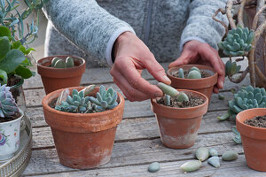 Cuttings of echeveria and moonstone in clay pots