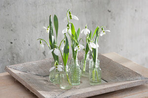 Snowdrop blossoms in small bottles on a wooden bowl in the conservatory