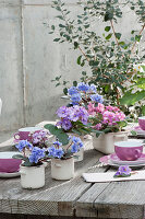 Usambara violets in enamelled pots as table decoration