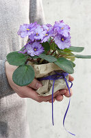 Hände halten violettes Usambaraveilchen als Geschenk in Papier verpackt