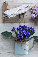 African violets in coffee mugs hung on an old towel rail