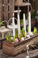 Hyacinths and Advent candles in an old sewing-machine-table drawer