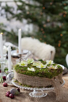 A DIY moss cake with hellebore flowers