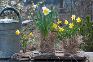 Daffodils 'Tete a Tete' and 'Ice Follies' in a grass votive