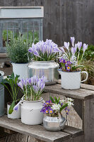 Blumentreppe mit Krokussen 'Lilac Beauty' 'Tricolor', Milchstern, Puschkinie, Rosmarin und Palmkohl 'Nero di Toscana' in silbernen Wasserkesseln und Emailletöpfen
