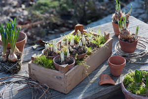 Pots with sprouting crocuses in a wooden box, grape hyacinths without a pot, daffodils, and hyacinths
