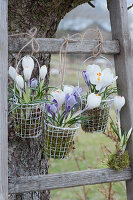 Crocuses in small wire baskets on a wooden ladder in the garden