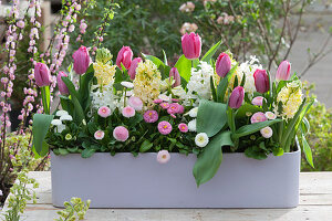 Box with fringed tulips 'Split', hyacinths 'White Pearl' 'City of Harlem' and daisies