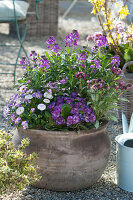 Tone-in-tone planting: wallflower 'Winter Joy', Primula Belarina 'Candy Frost', Pulmonaria 'Silver Bouquet', Tausendschon Rose, Forget-me-not, and Horned Violet