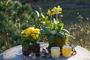 Schlüsselblume in Moos und Primel im Körbchen, dekoriert mit Ostereiern, gelbe Kaffeetassen