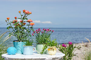 Pot plants on a table on the beach