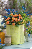 Metal planter filled with flowering Primrose Belarina 'Sweet Apricot' and grape hyacinths