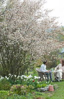 A woman and man are sitting at the table under Shadbush with white tulips and Lenten roses