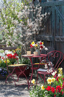 a seating area on a Spring terrace with blooming shadbush, tulips, daffodils, horned violets, and a spring bouquet