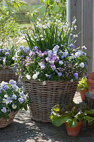 Spring terrace with horned violets, forget-me-nots, Spring Snowflake and Tausendschön roses in baskets, and potted lettuce in the foreground.
