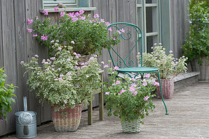 Terrace with baskets filled with fragrant geraniums 'Lady Plymouth', 'Pink Capitatum' and 'Pink Champagne'
