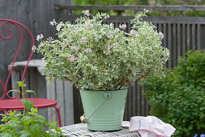 Scented Lady Plymouth geraniums in an enameled bucket