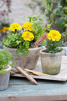 Parsley and marigolds in pots
