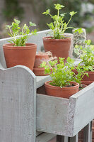 Parsley seedlings planted in clay pots
