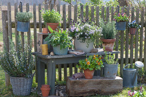 Kräuter-Arrangement am Gartenzaun: Rosmarin, Salbei, Oregano, Thymian und Aurikel, blühendes Bohnenkraut mit Hornveilchen, Tausendschön und Schopflavendel