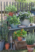 Herbal arrangement on the garden fence: sage, oregano, thyme, and rosemary, blooming savory with horned violets, Tausendschon Roses and french lavender, blooming auricula in a clay pot