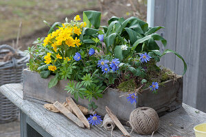 Wooden box with tall primrose, Balkan anemone, wild garlic, and woodruff, garden labels, and string