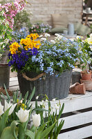 Zinc planter with forget-me-nots, horned violets, primroses, and daisies on spring terrace