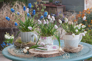 Pot arrangement of white and blue grape hyacinths in coffee cups, wreaths of moss and grass, saucers, and wooden disk
