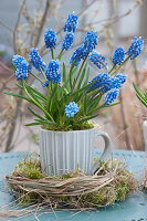 Blue grape hyacinths in a coffee cup in a wreath of moss and grass