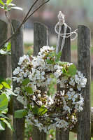 Kranz aus blühenden Zweigen der Schlehe am Gartenzaun