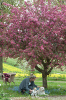 Forget-me-nots and a woman with dogs under the ornamental apple tree 'Paul Hauber'