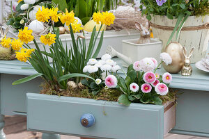 Easter decoration with narcissus 'Tete Boucle' and Tausendschon Rose, in drawer with moss, Easter bunnies, and Easter eggs as Easter decoration