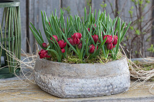 Grey bowl with wild tulip 'Samantha