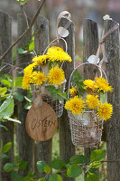 Kleine Sträuße aus Löwenzahn in ausgeblasenen Ostereiern als Vase in Drahtkörbchen am Gartenzaun, Holz-Anhänger: Ostern