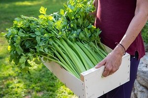 Close up of woman carrying wooden crate with freshly picked celery