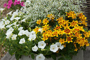 Two-tooth 'Tiger Bee', Petunia Mini Vista 'White' and Magic Snow 'Diamond Ice