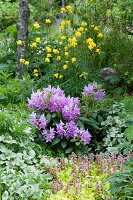 Rhododendron 'Catawbiense Grandiflorum', Trollblume, Taubnessel und Günsel 'Gold Chang' Ende Mai